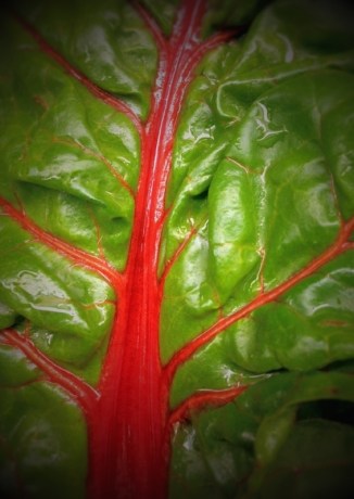 Red-Chard.jpg